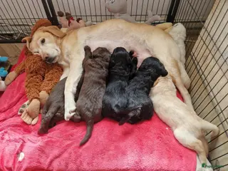 Labradoodle honden Nog 2 lieve labradoodles /labrador - Advertentie 1