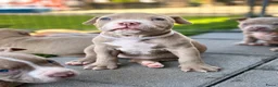 Amerikaanse Bully honden te koop: Amerikaanse pocket bully’s met stamboom - Advertentie 2