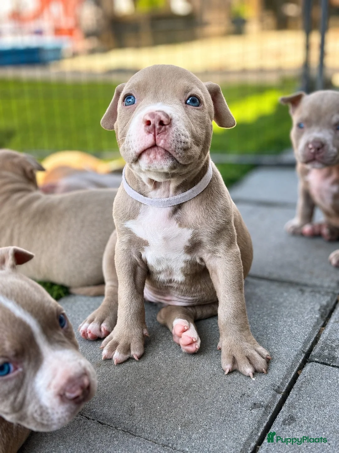 Amerikaanse Bully honden te koop: Amerikaanse pocket bully’s met stamboom - Advertentie 2