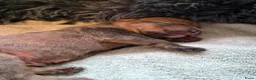 Amerikaanse Bully honden te koop: americanbully xl pup's  - Advertentie 13