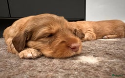 Kruising honden te koop: Bijzonder mooie combi: Toller X Teckel kruising, - Afbeelding 16