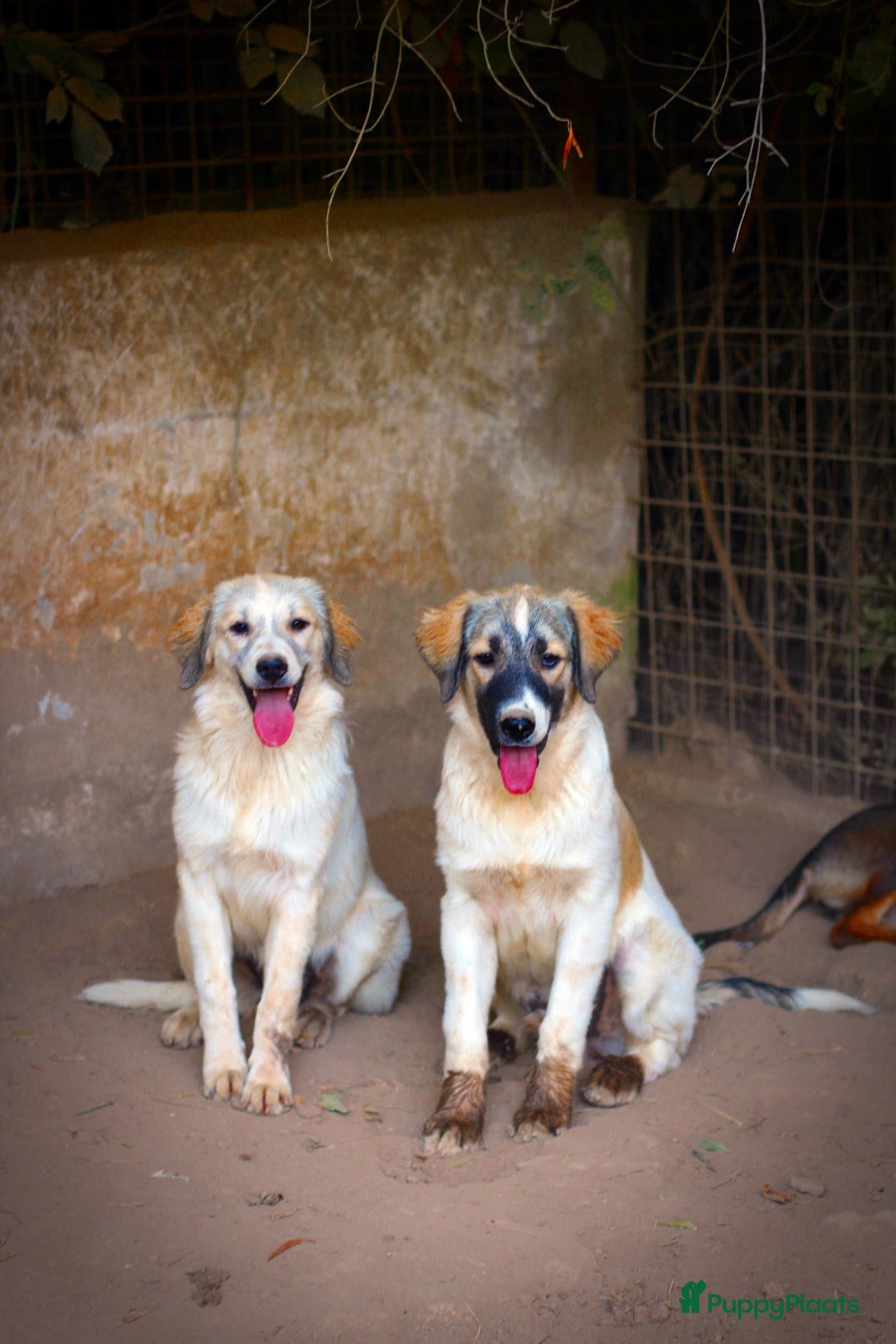 Kruising honden Franciscus zoekt een.baasje - Advertentie 12