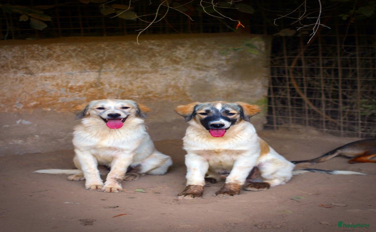 Kruising honden Franciscus zoekt een.baasje - Advertentie 2