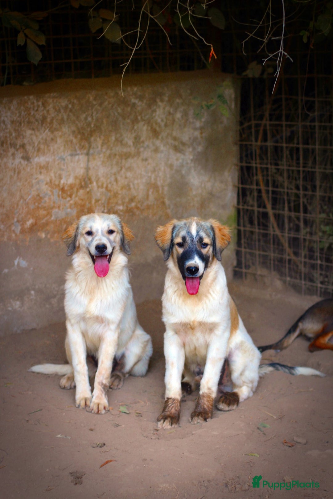Kruising honden te koop: Franciscus zoekt een.baasje - Advertentie 1