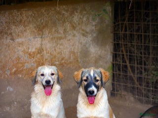 Kruising honden - Advertentie 9