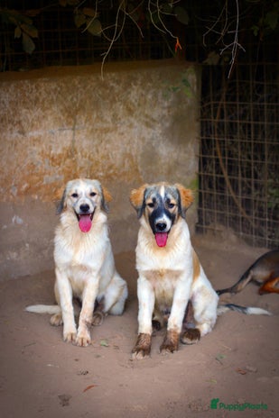 Kruising honden Franciscus zoekt een.baasje - Advertentie 2