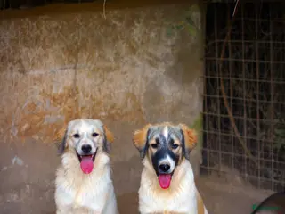 Kruising honden Franciscus zoekt een.baasje - Advertentie 7