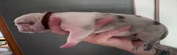 Amerikaanse Bully honden te koop: Mooie bully’s  - Advertentie 7