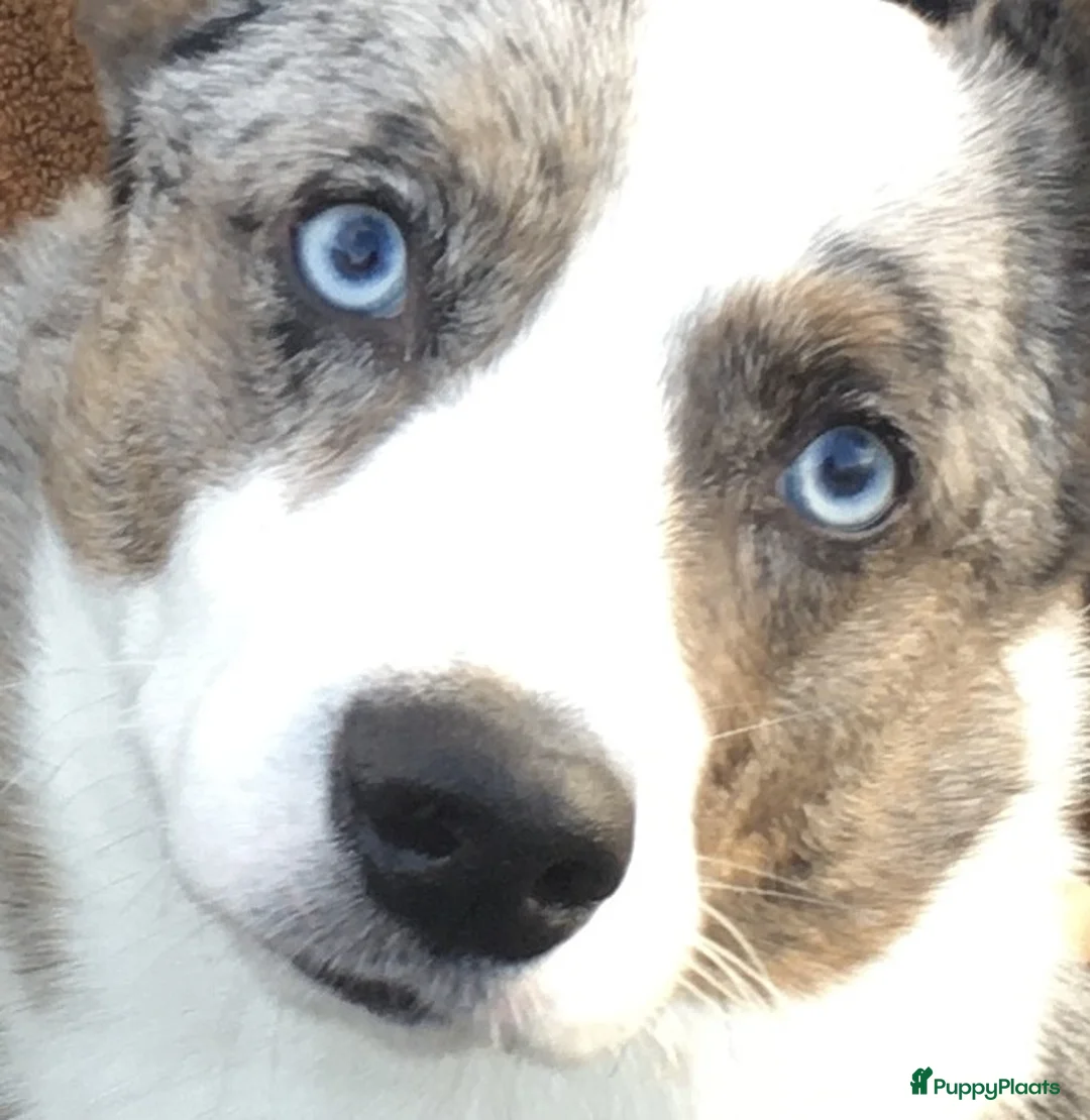 Welsh Corgi Cardigan honden te koop: Lief nestje met corgi pups beschikbaar - Advertentie 7