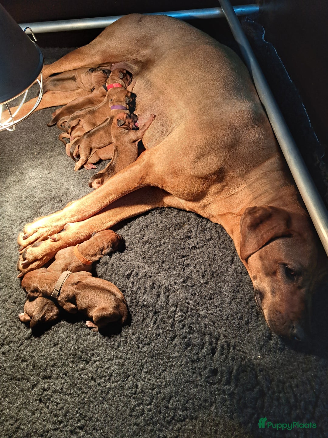 Rhodesian Ridgeback honden te koop: Super mooie rhodesian ridgeback pups in Wanneperveen - Afbeelding 5