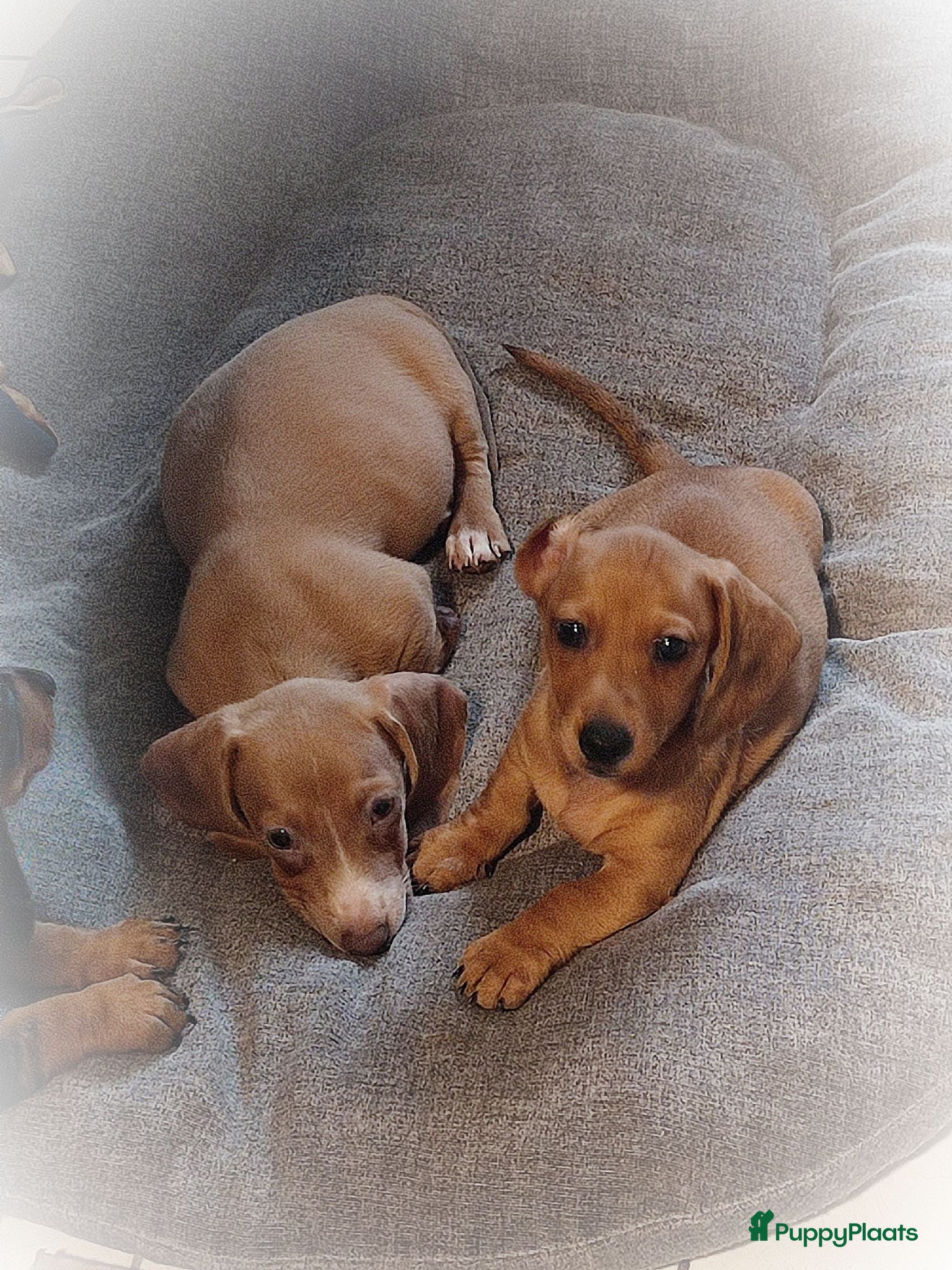 Teckel (korthaar)  honden Knappe dwergteckel pups - Advertentie 2
