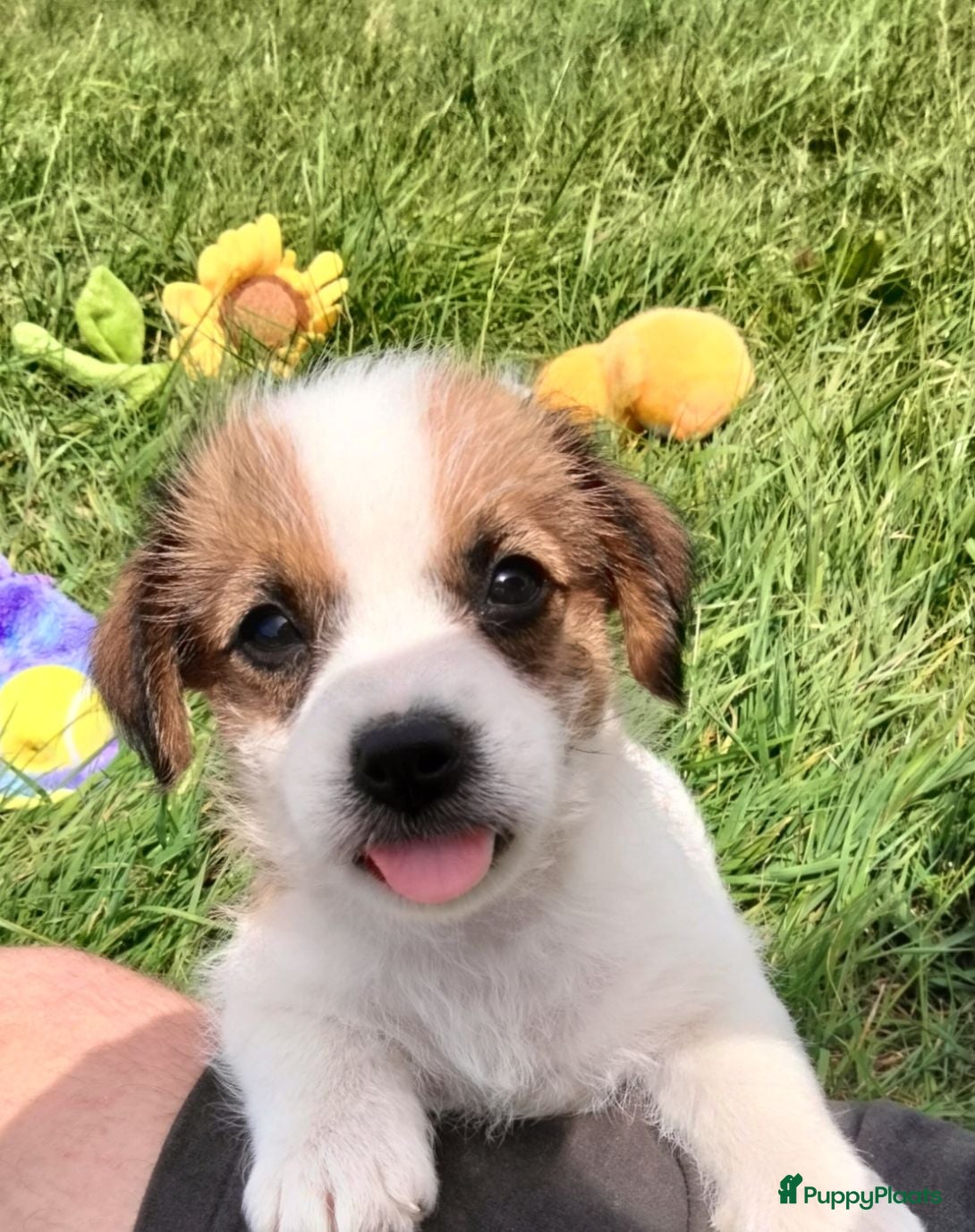 Jack Russel Terriër honden Jack Russell terriër pups met Stamboom - Advertentie 2