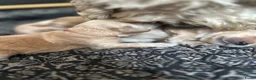 Kruising honden te koop: Cockapoo x doodle pups zoeken de liefste baasjes - Advertentie 10