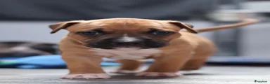 American Staffordshire Terriër 4