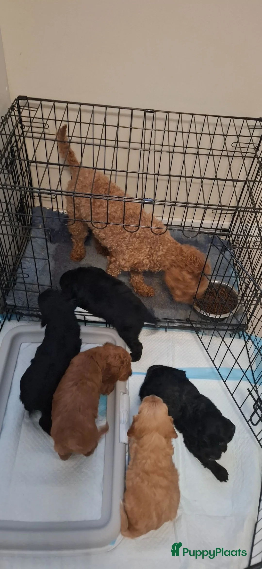 Cavapoo honden te koop: Cavavoo pups - Advertentie 1