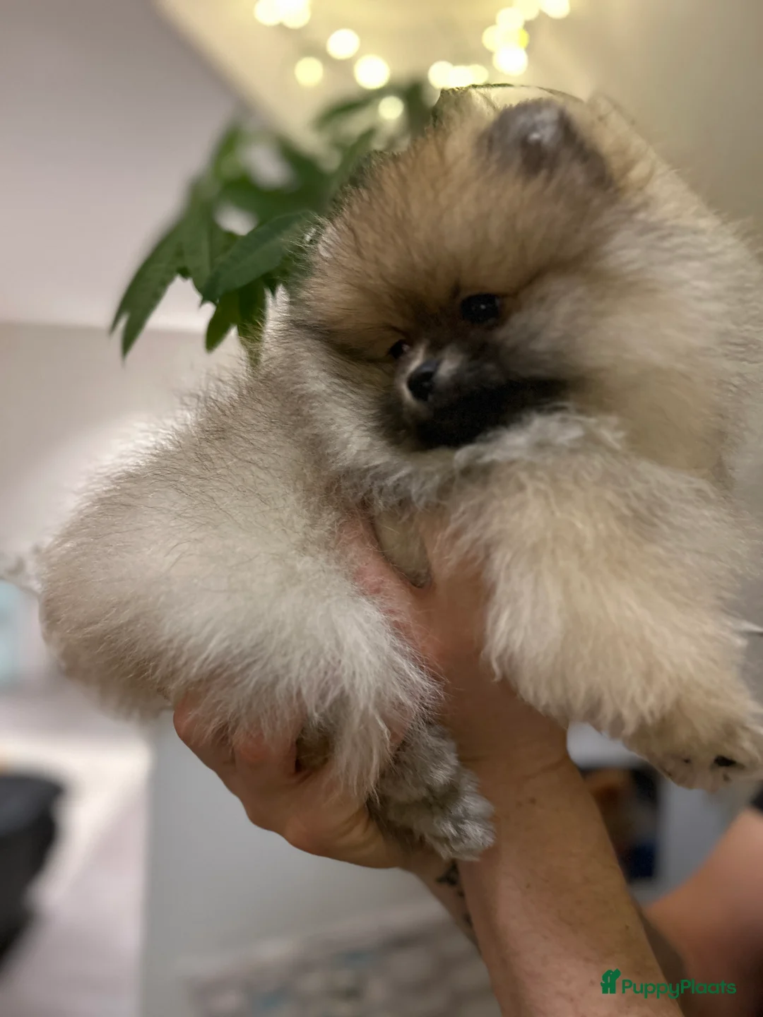 Pomeriaan honden te koop: ❤️Pomeranian❤️ - Advertentie 11