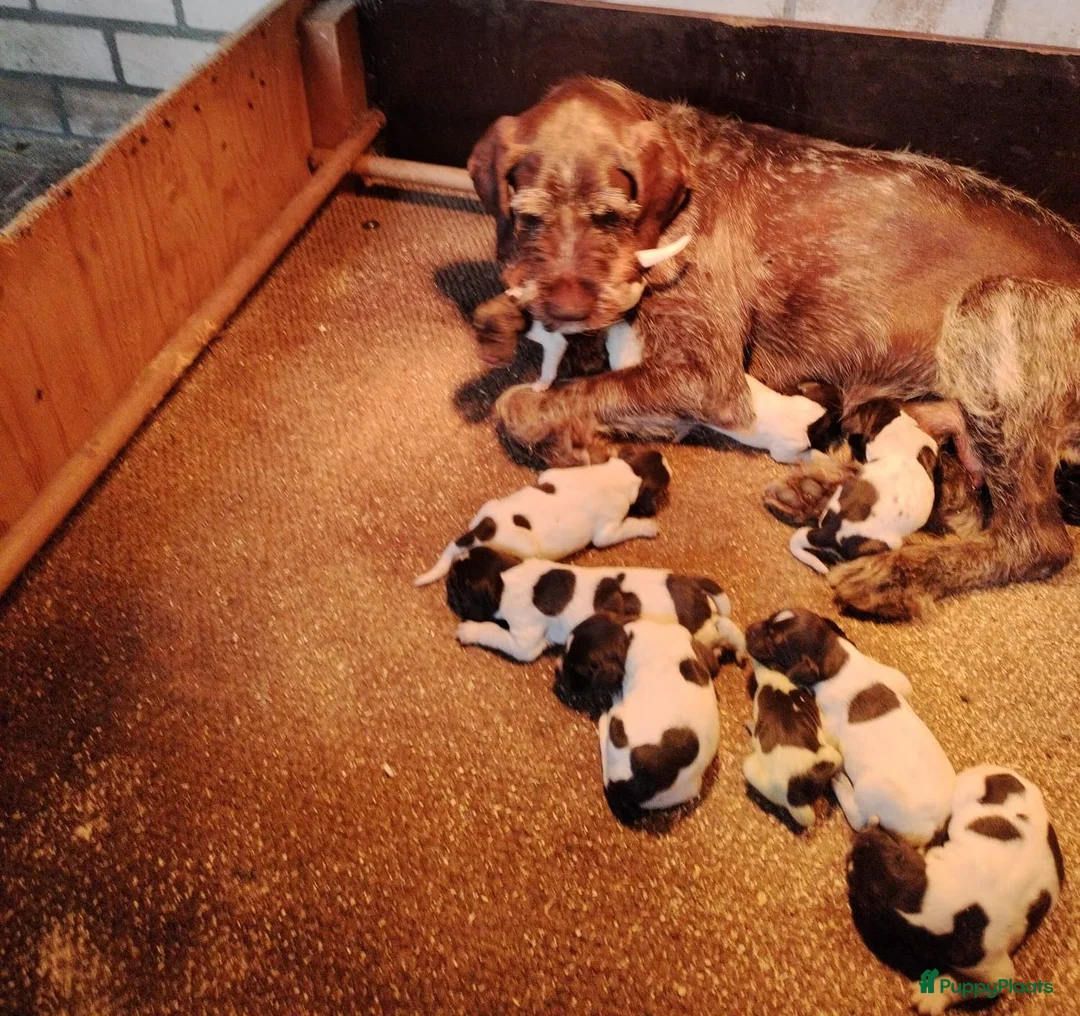Duitse Staande Hond Draadhaar honden te koop: Prachtige Duitse Staande Draadhaar pups in Reusel - Advertentie 8