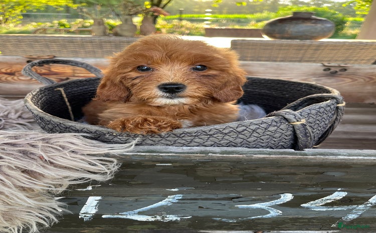 Labradoodle honden - Advertentie 2