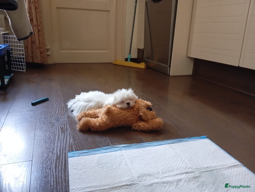 Malshi honden te koop: Shih Tzu/Maltezer kruising – teefje met paspoort - Advertentie 2