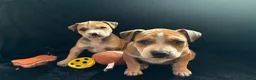 American Staffordshire Terriër honden te koop: Amerikaanse stafford  - Advertentie 2