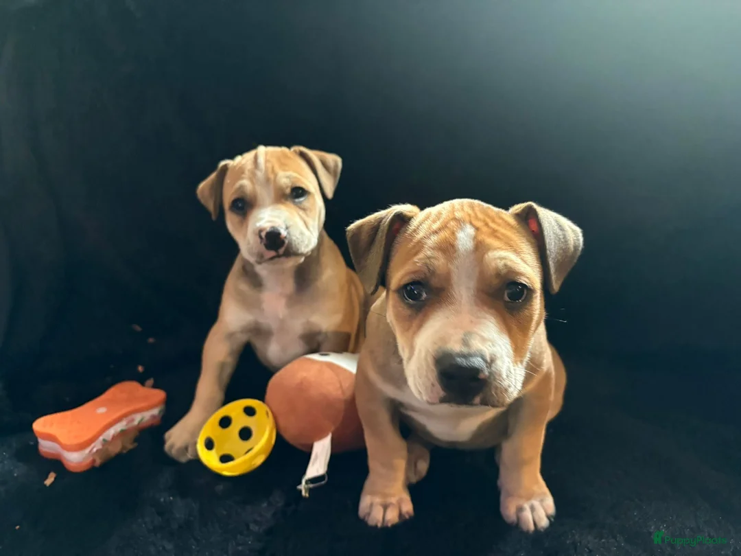 American Staffordshire Terriër honden te koop: Amerikaanse stafford  - Advertentie 2