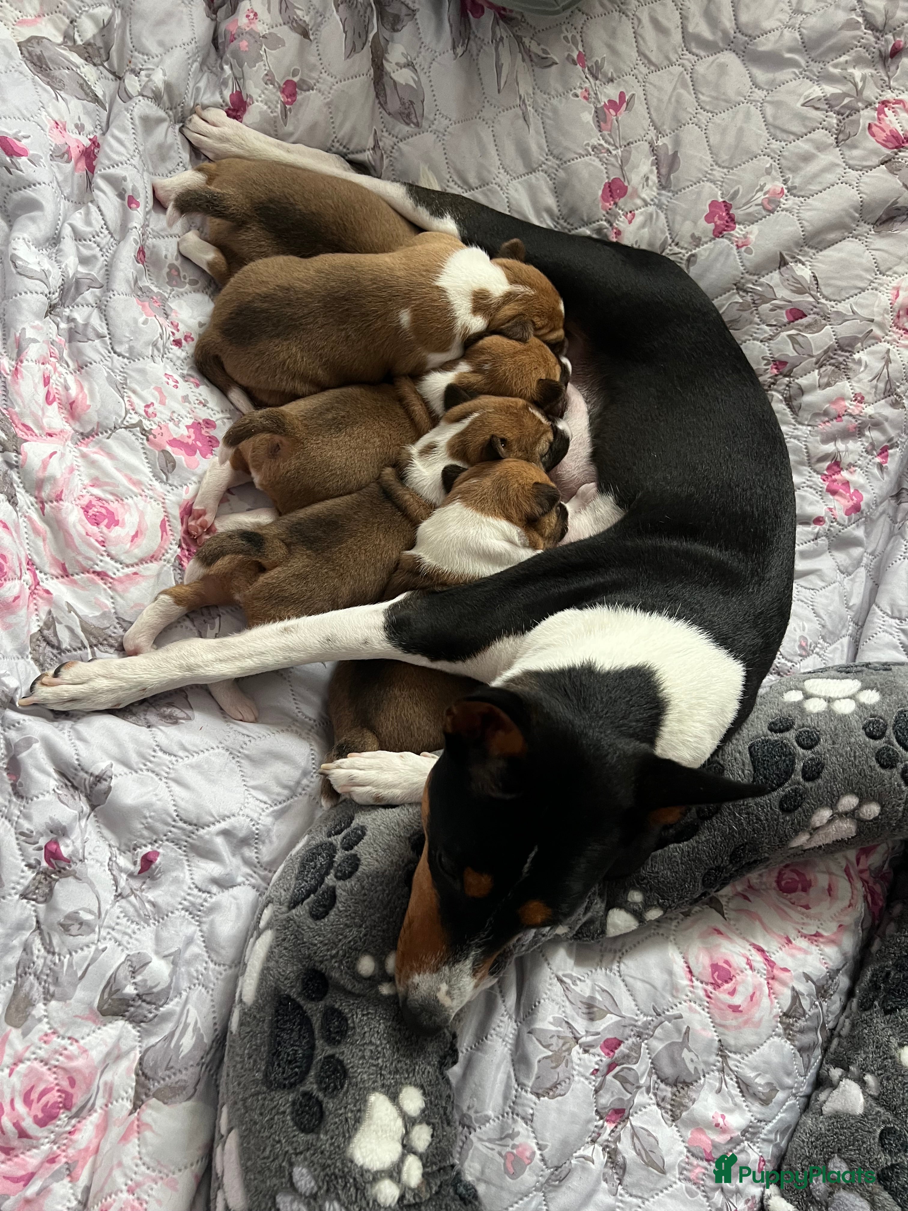 Basenji honden Basenji pup beschikbaar  - Advertentie 1