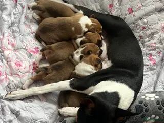 Basenji honden Basenji pup beschikbaar - Advertentie 3