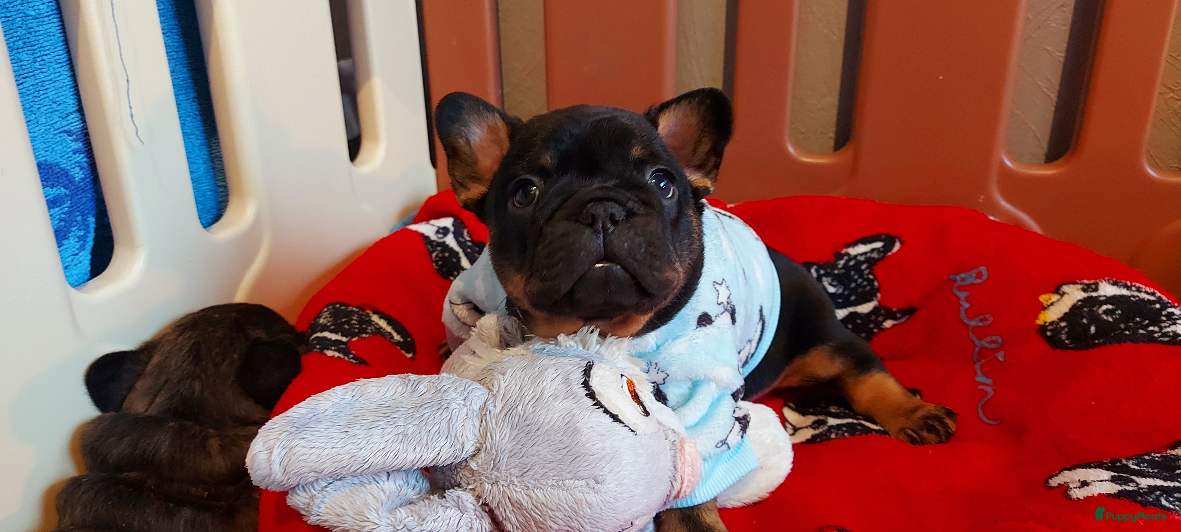 Franse Bulldog honden Prachtige Franse Bulldog pups met stamboom - Advertentie 2