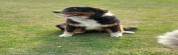 Australian Shepherd honden te koop: Blijvend huis gezocht voor Australian shepherd  - Advertentie 6