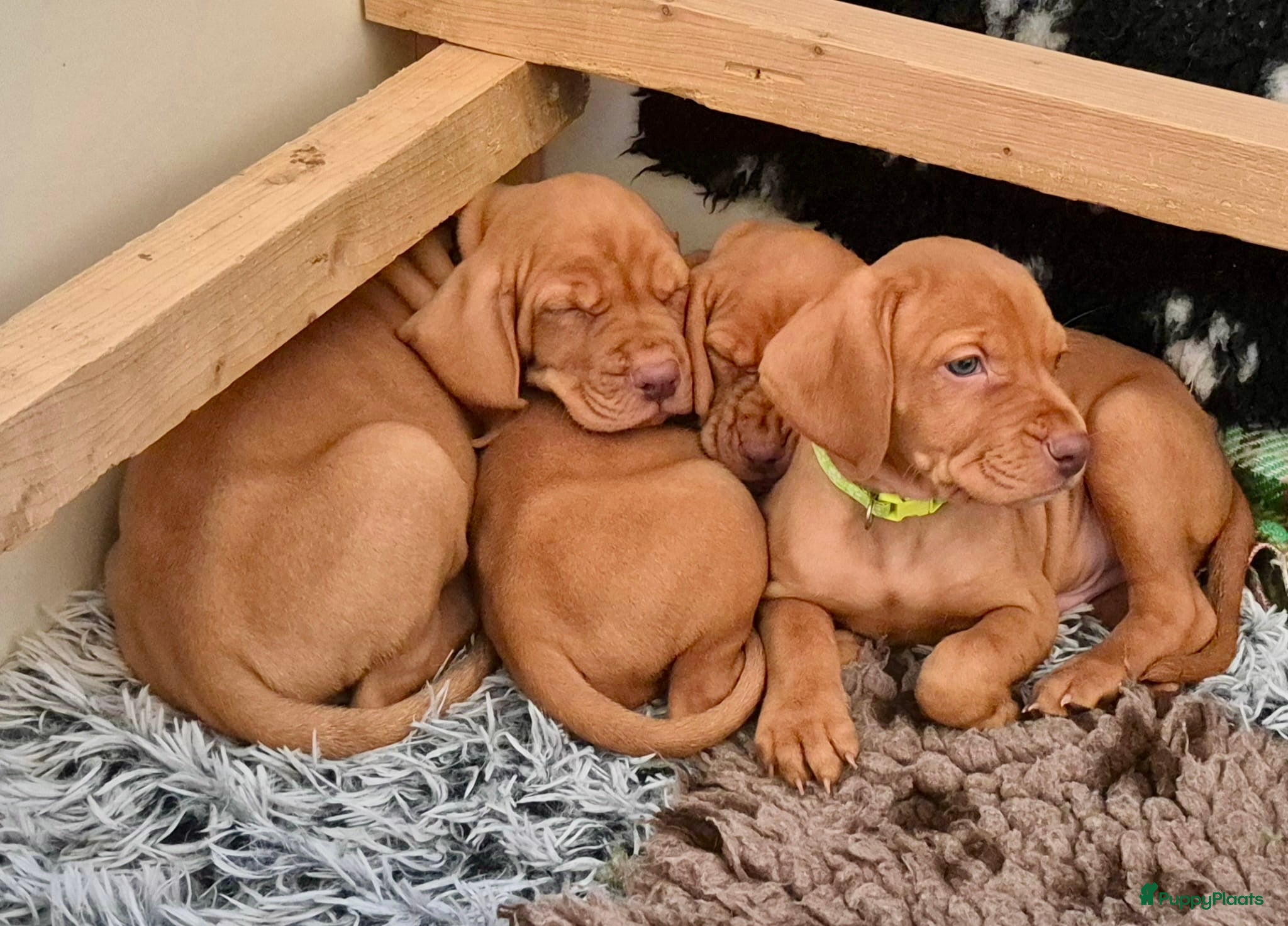 Vizsla korthaar honden Vizsla puppy’s - Advertentie 1