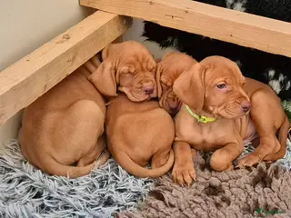 Vizsla korthaar honden Vizsla puppy’s - Advertentie 5