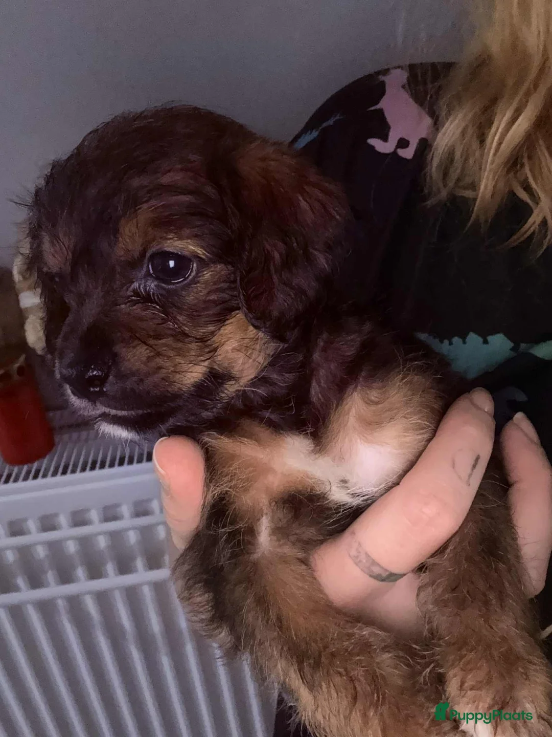 Kruising honden te koop: Jugapoo's  - Advertentie 10