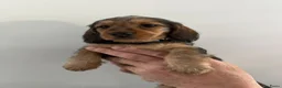 Ruwhaar Teckel honden te koop: Ruwharige piebald teckel - Advertentie 10