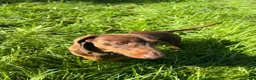 Kruising honden te koop:  Dwergpincher x Chihuahau X Kaninchenteckel pups. - Advertentie 18