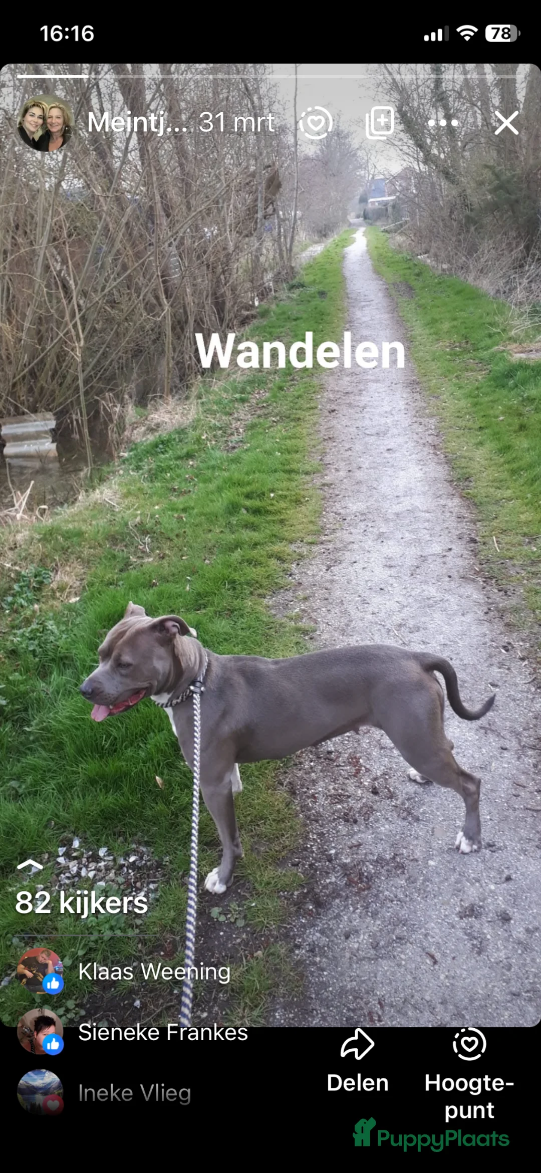 American Staffordshire Terriër honden te koop: American Stafford te koop - Advertentie 2