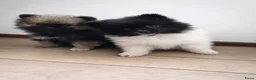 Pomeriaan honden ter dekking: Thor 🩵 Pomeranian / dwergkees dekreu - Advertentie 9