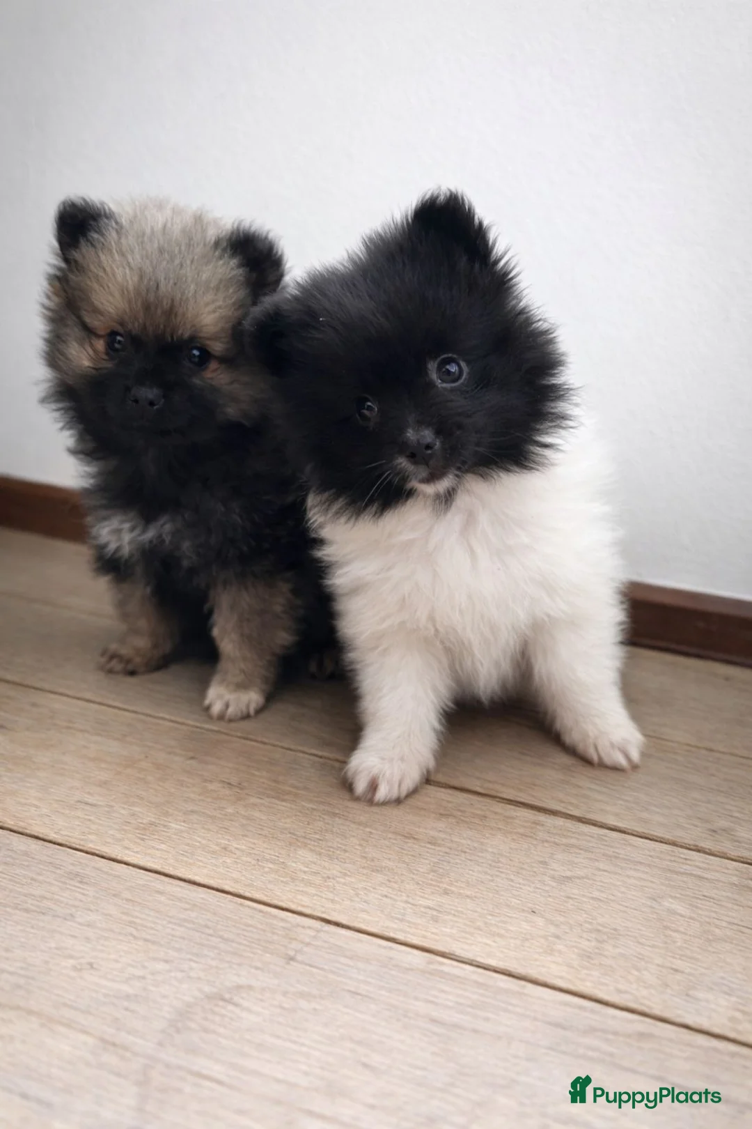 Pomeriaan honden ter dekking: Thor 🩵 Pomeranian / dwergkees dekreu - Advertentie 9