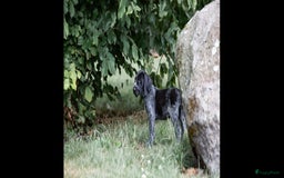 Duitse Staande Hond Draadhaar honden te koop: Duitse staande ruwhaar/draadhaar  - Afbeelding 5