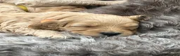 Labradoodle honden te koop: Medium labradoodel in Kwintsheul - Advertentie 27