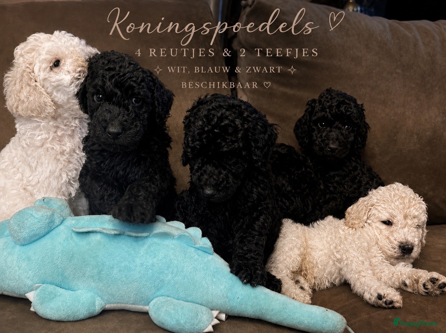 Poedel honden Koningspoedel grote poedel pups MOGEN NU WEG - Advertentie 2