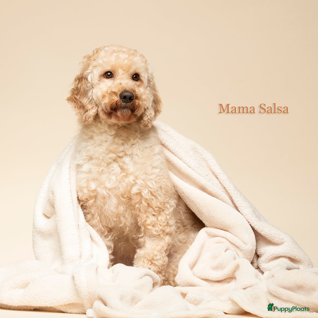 Labradoodle honden te koop: Mini labradoodle pups - Advertentie 7