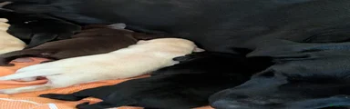 Zwarte teef