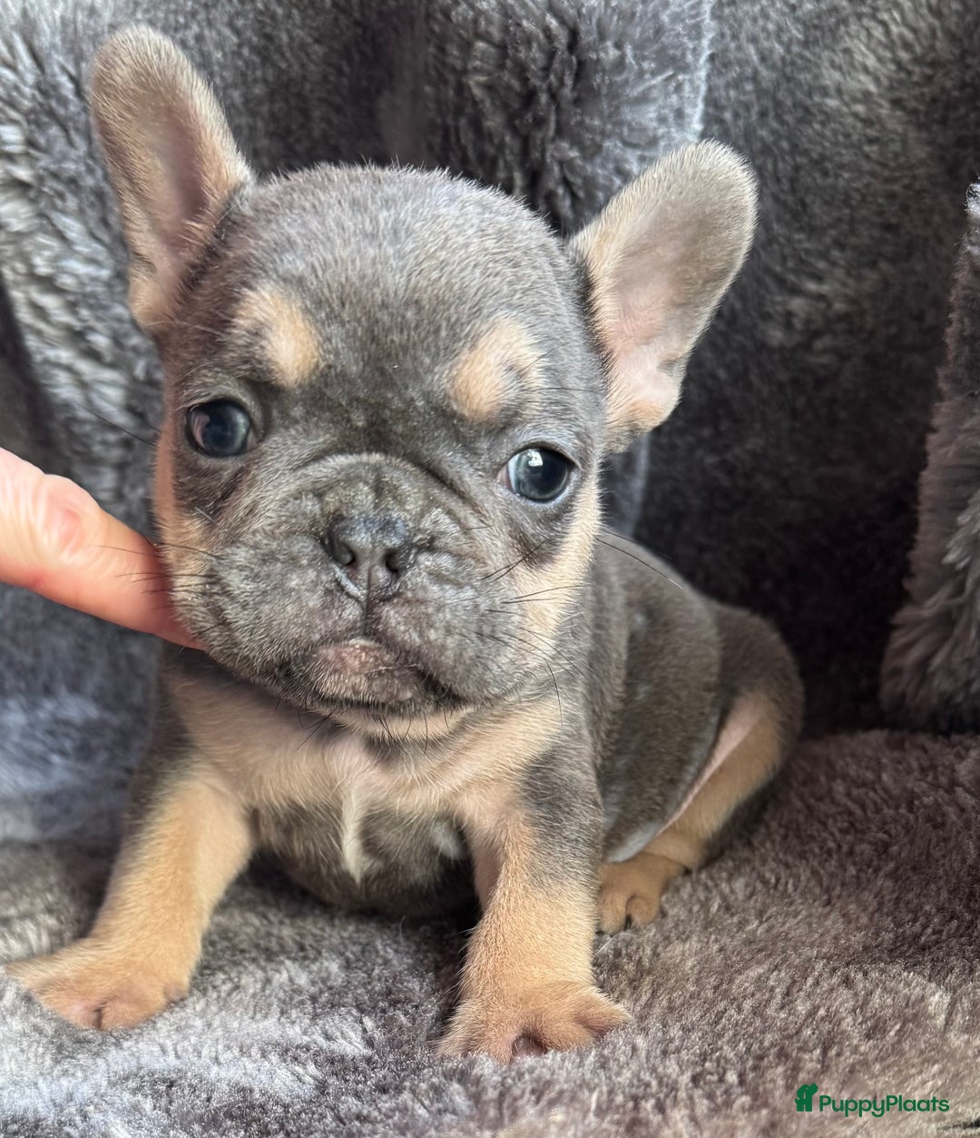 Franse Bulldog honden te koop: Lilac Tan reutje Franse Bulldog pup - Advertentie 2