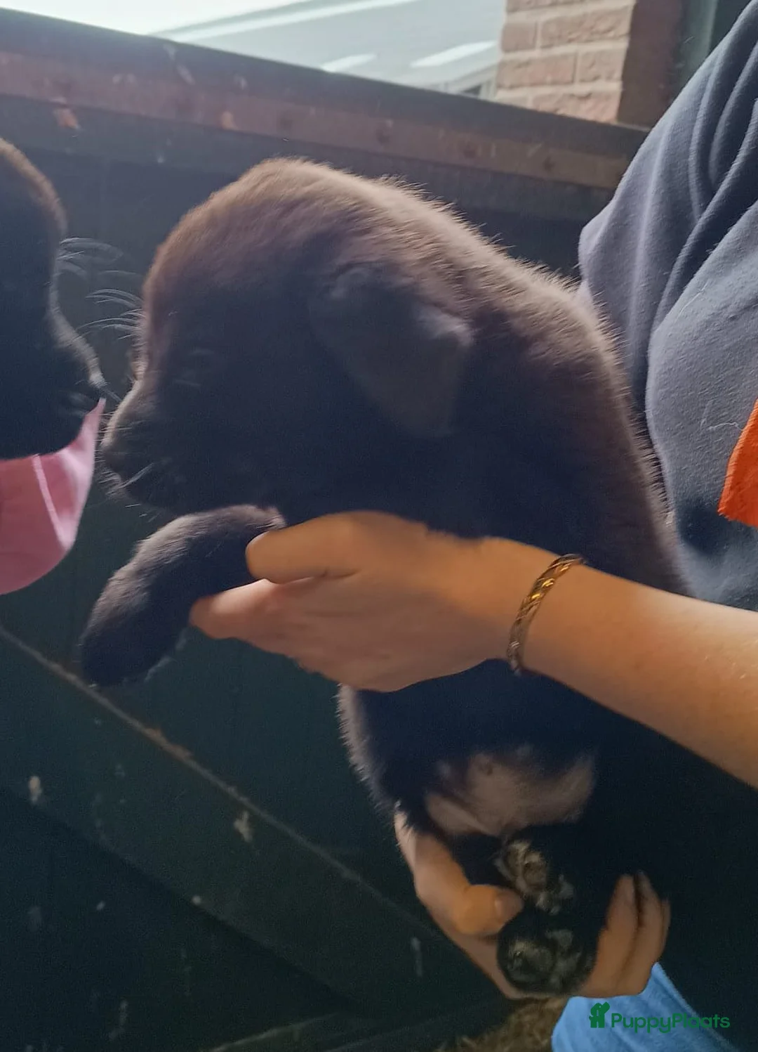 Kruising honden te koop: Labrador X Wolfsgrauwe Keeshond - Advertentie 3