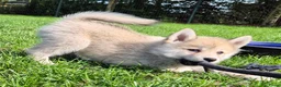 Kruising honden te koop: Pomsky pups (1/4 Shiba inu) - Advertentie 10