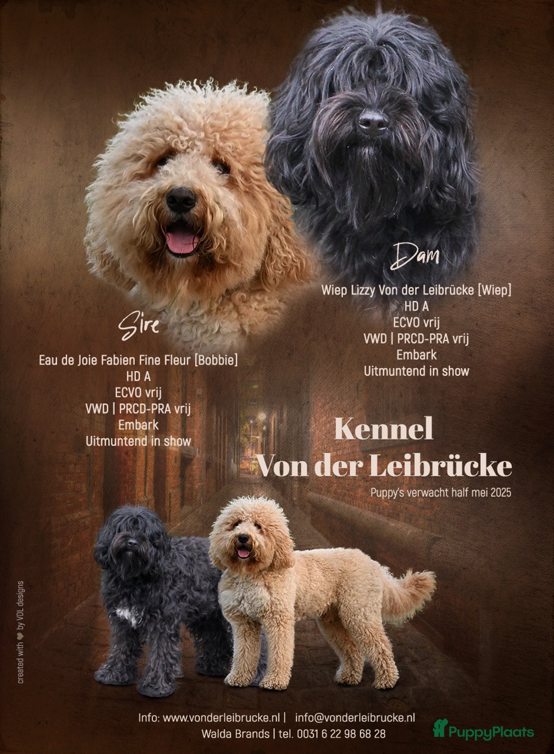 Barbet honden te koop: Prachtige barbet puppy's in Den Ham - Afbeelding 6