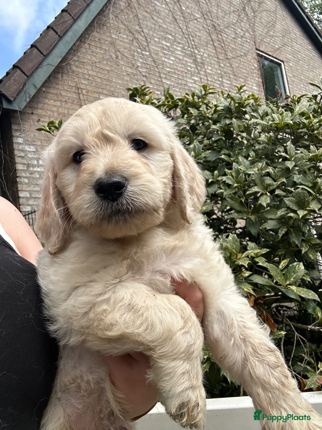Goldendoodle honden te koop: goldendoodle pups  - Advertentie 2