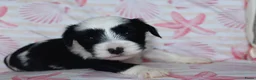 Tibetaanse Terriër honden te koop: Tibetaanse terrier pups met stamboom  - Advertentie 1