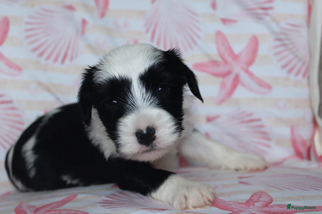 Tibetaanse Terriër honden te koop: Tibetaanse terrier pups met stamboom  - Advertentie 1