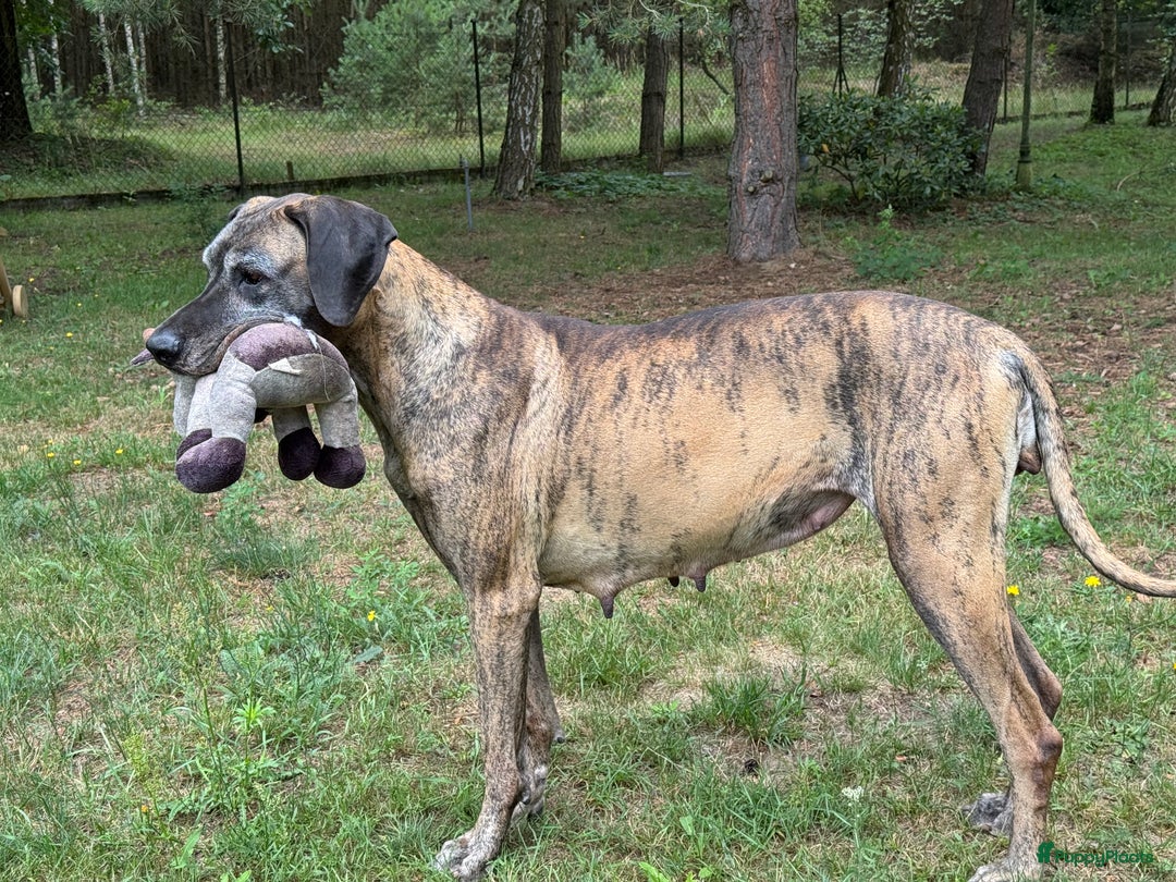 Duitse Dog honden te koop: Verwacht Duitse dog pups  - Afbeelding 6